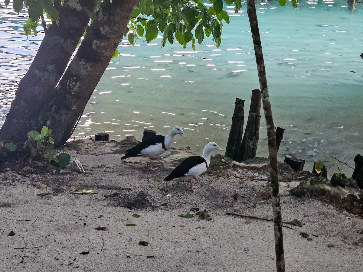 Пеганка-раджа - ML646693568