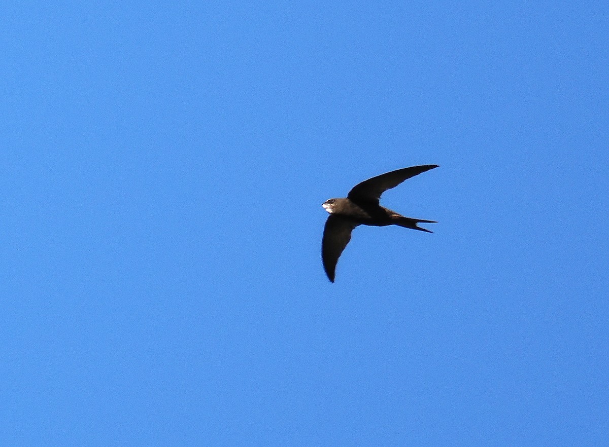 Common Swift - ML646693569