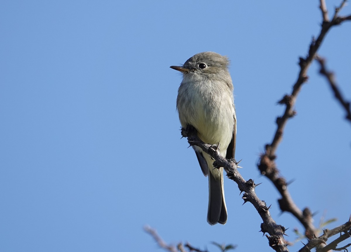 Mosquero Gris - ML646693571