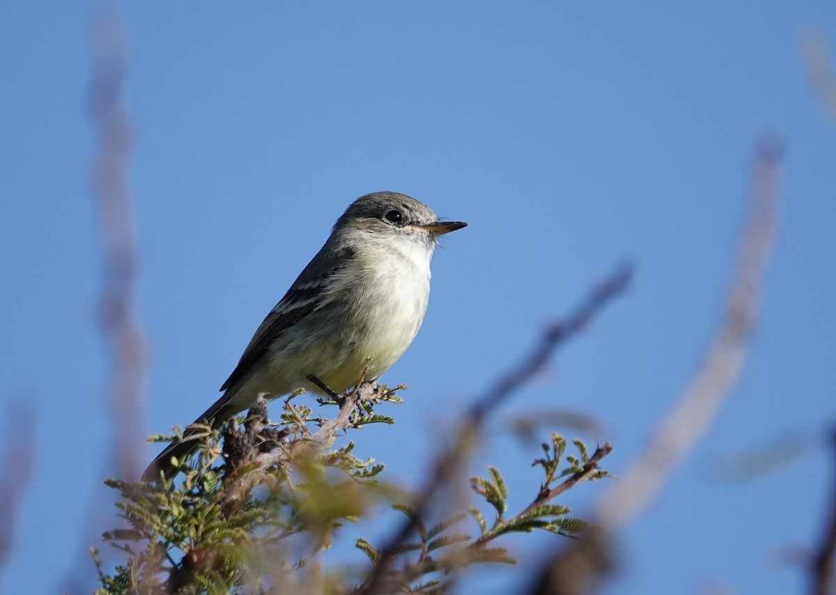 Mosquero Gris - ML646693572