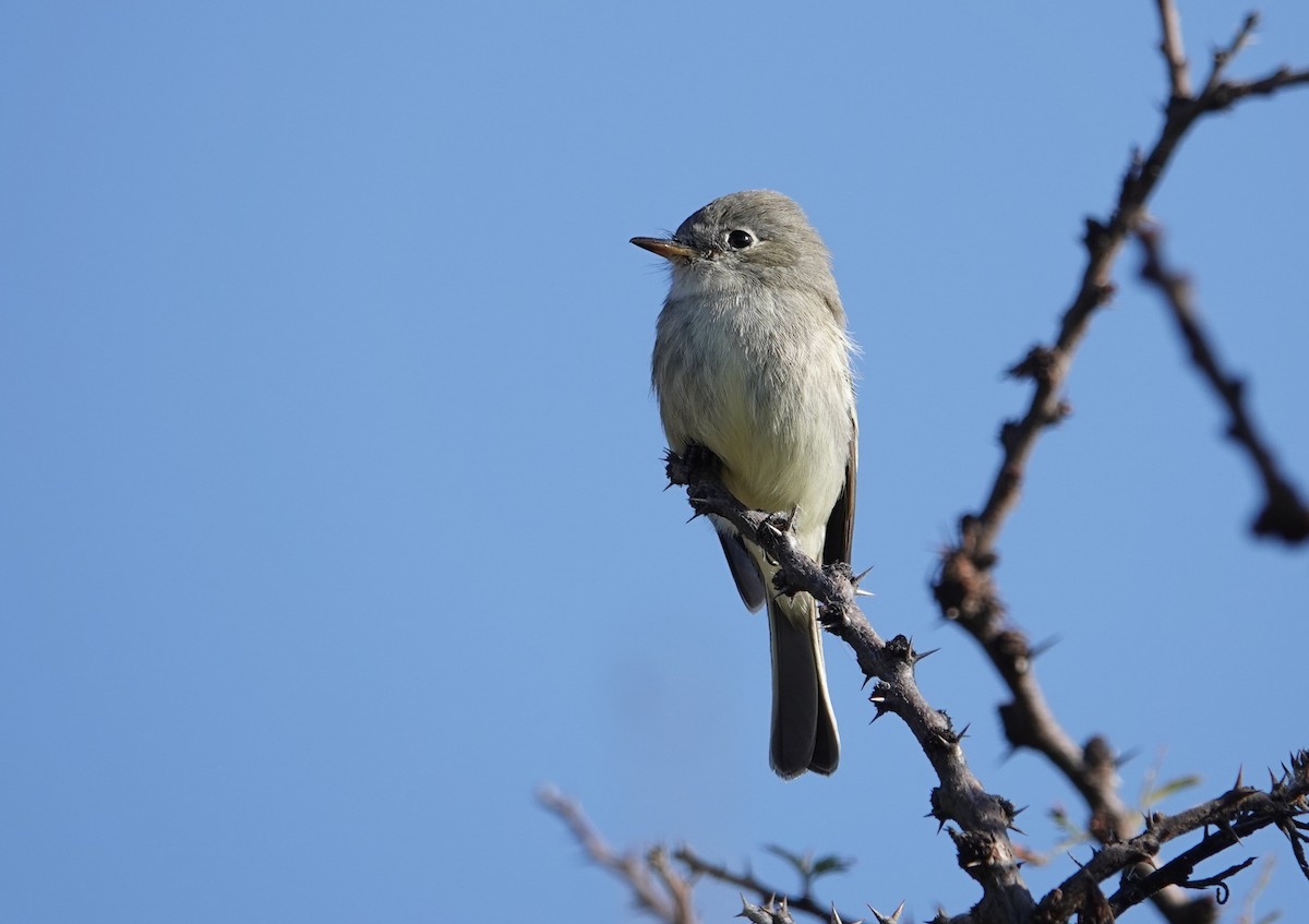 Mosquero Gris - ML646693573