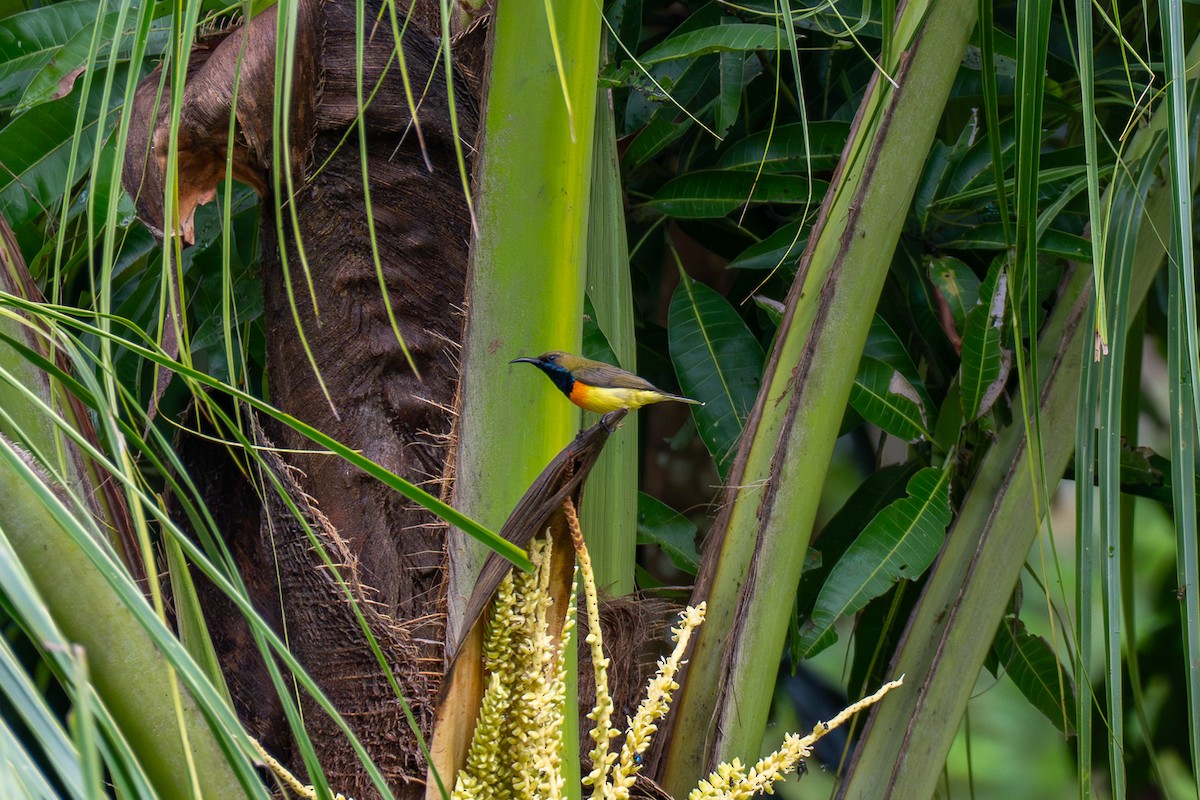 Suimanga de Palawan - ML646693574