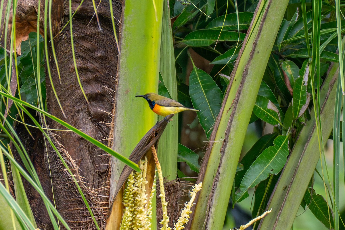 Suimanga de Palawan - ML646693575