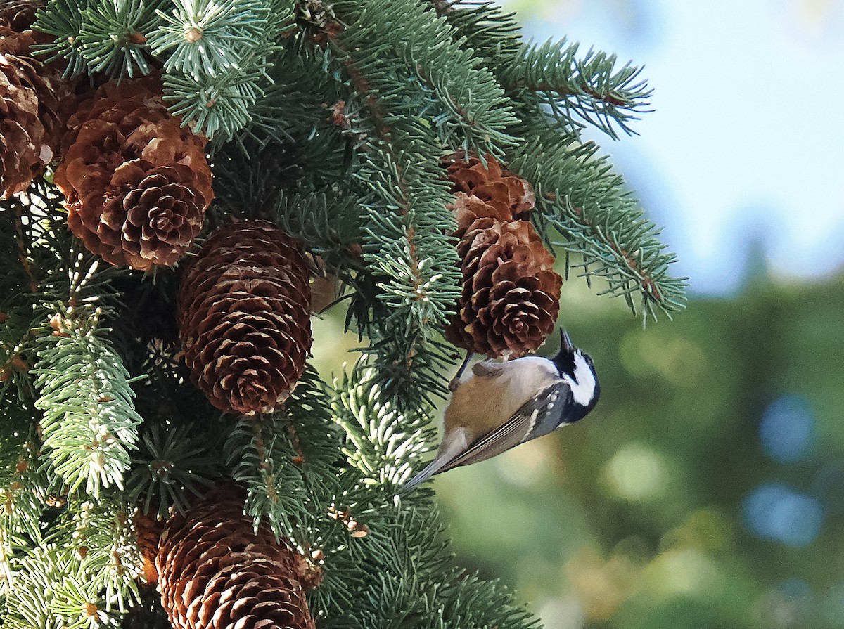 Coal Tit - ML646693579