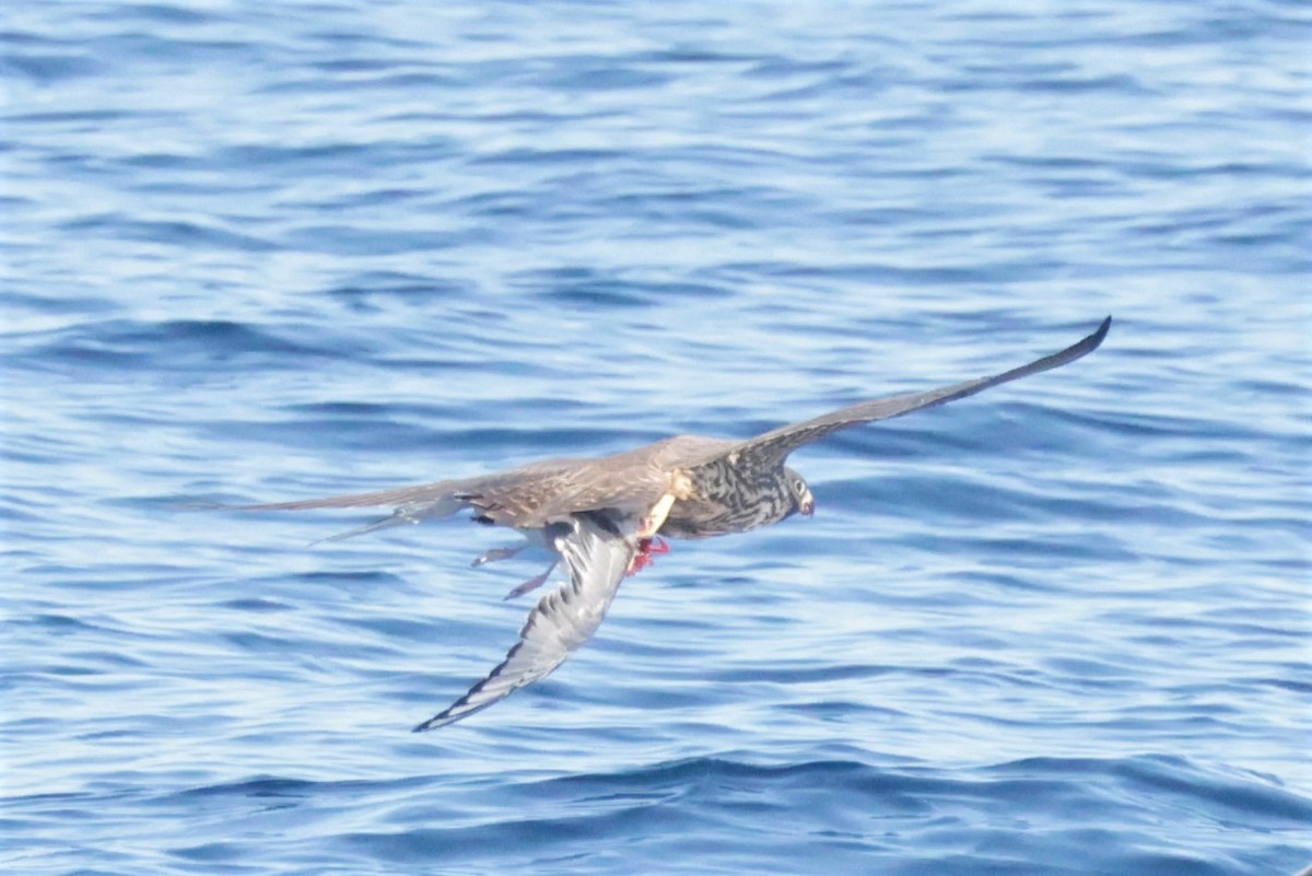 Эгэл шонхор - ML646693581