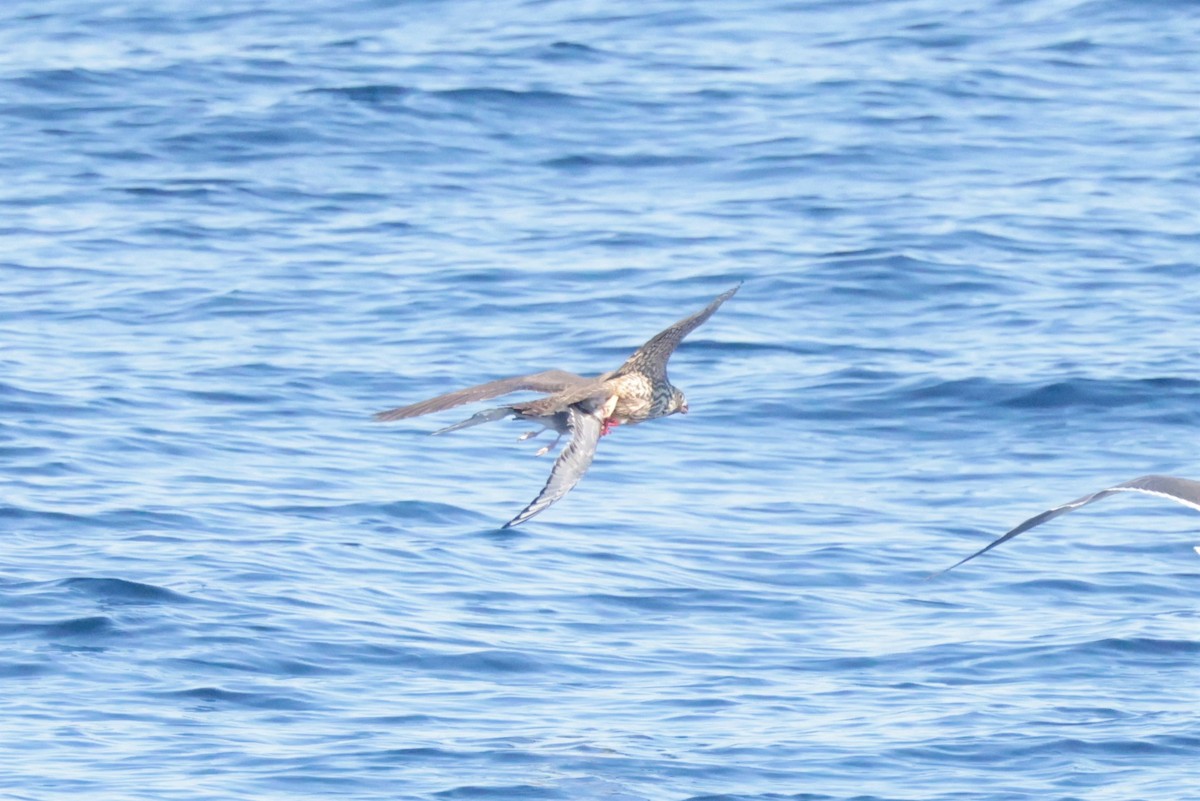 Эгэл шонхор - ML646693582