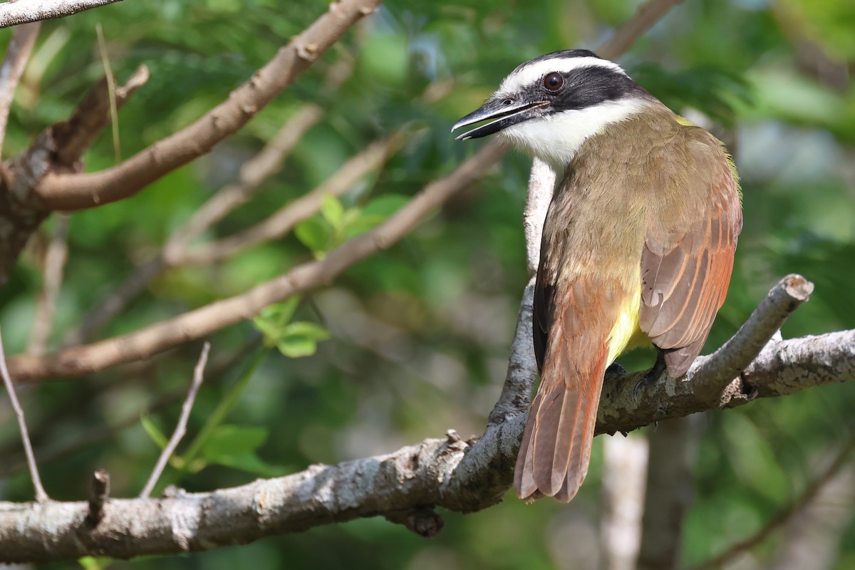 キバラオオタイランチョウ - ML646693584