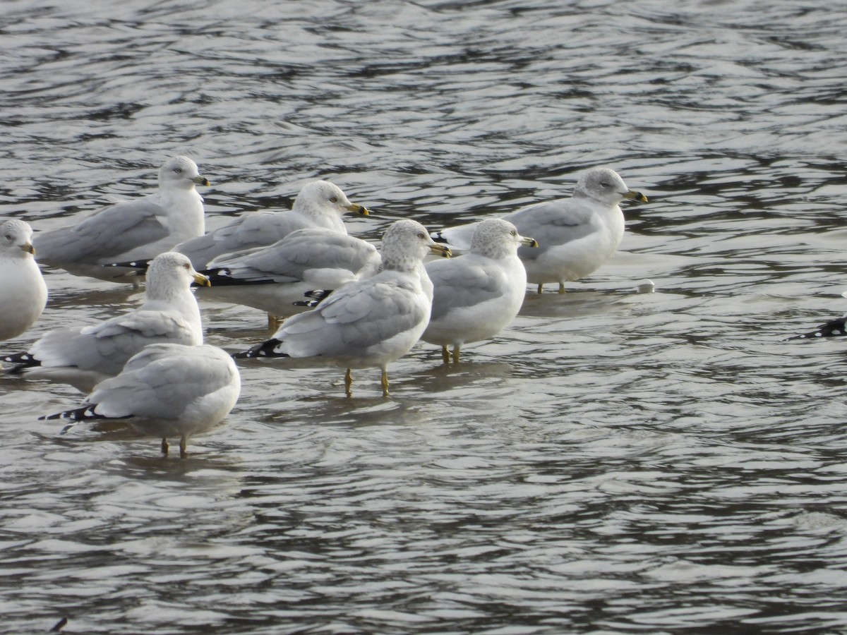 ringnebbmåke - ML646693585