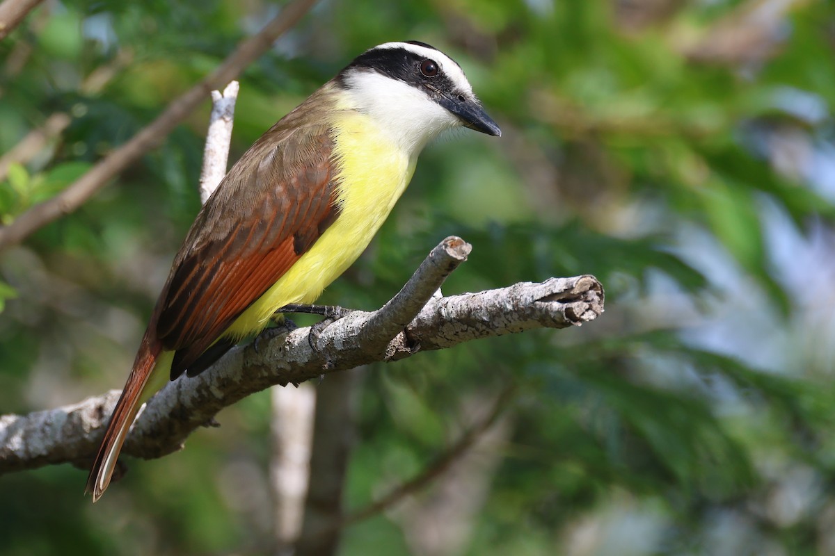 キバラオオタイランチョウ - ML646693587