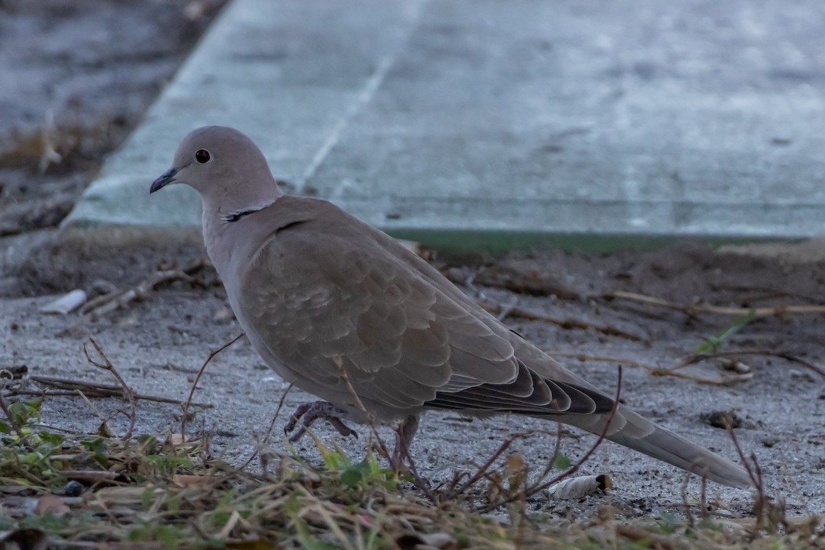 シラコバト - ML646693589