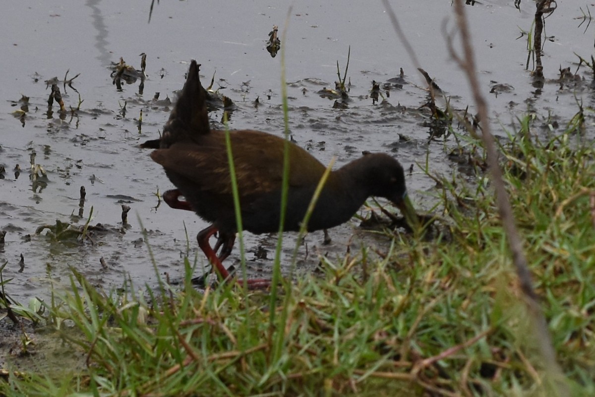 Kurşuni Sukılavuzu - ML646693599