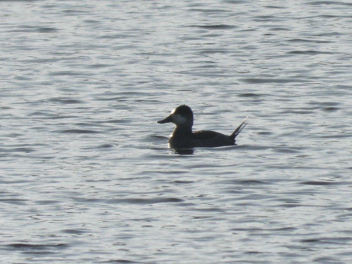 kobberand - ML646693602