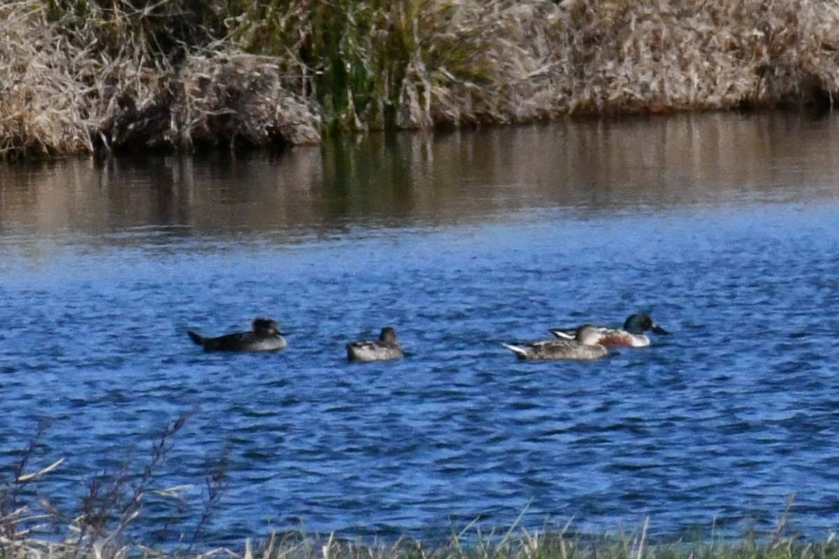 琵嘴鴨 - ML646693603