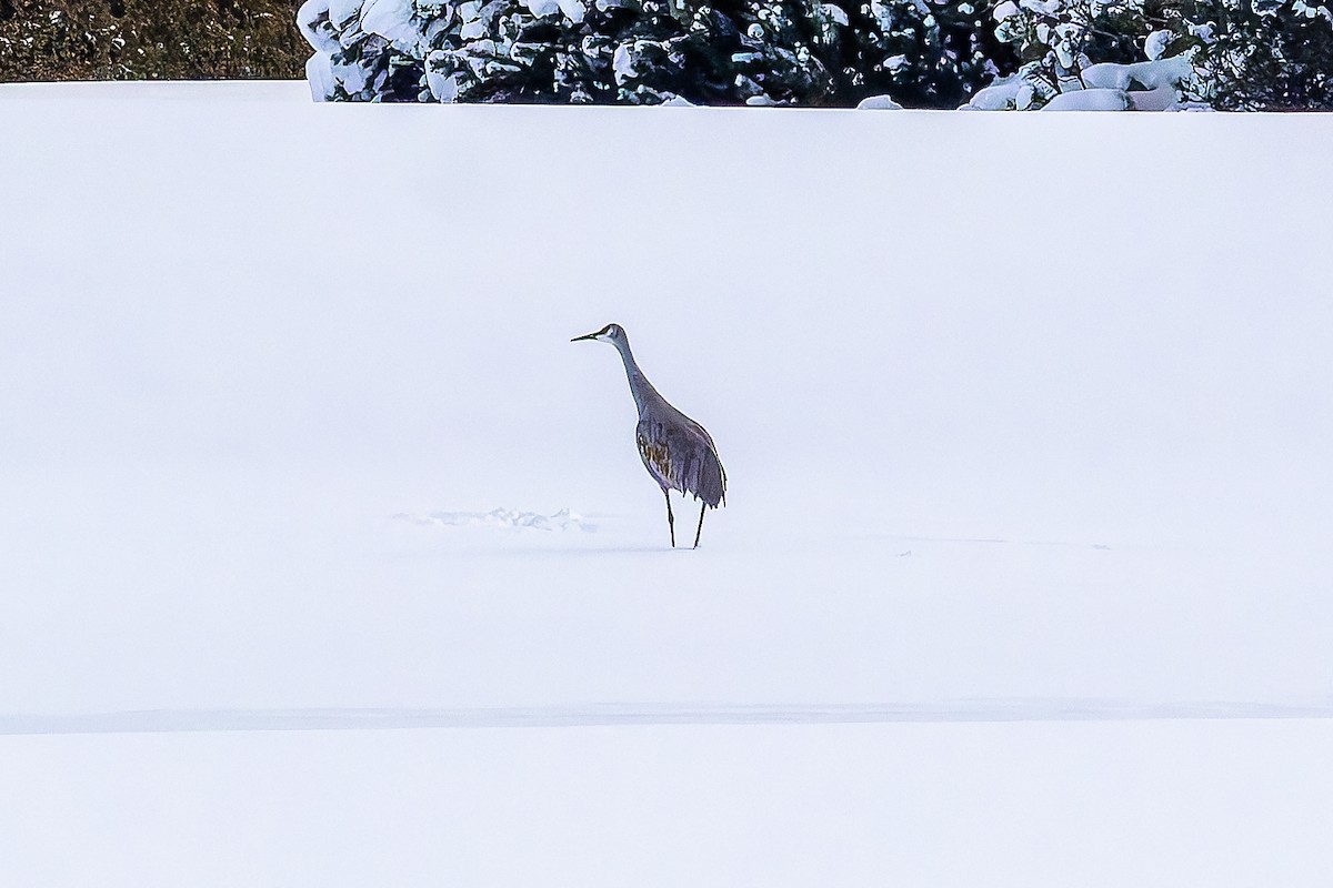 Канадский журавль - ML646693607