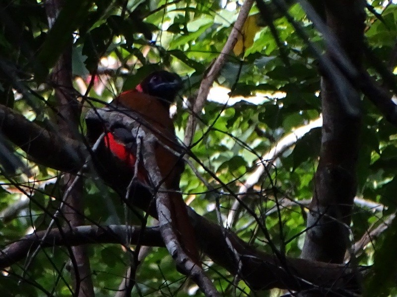 Diard's Trogon - ML646693608