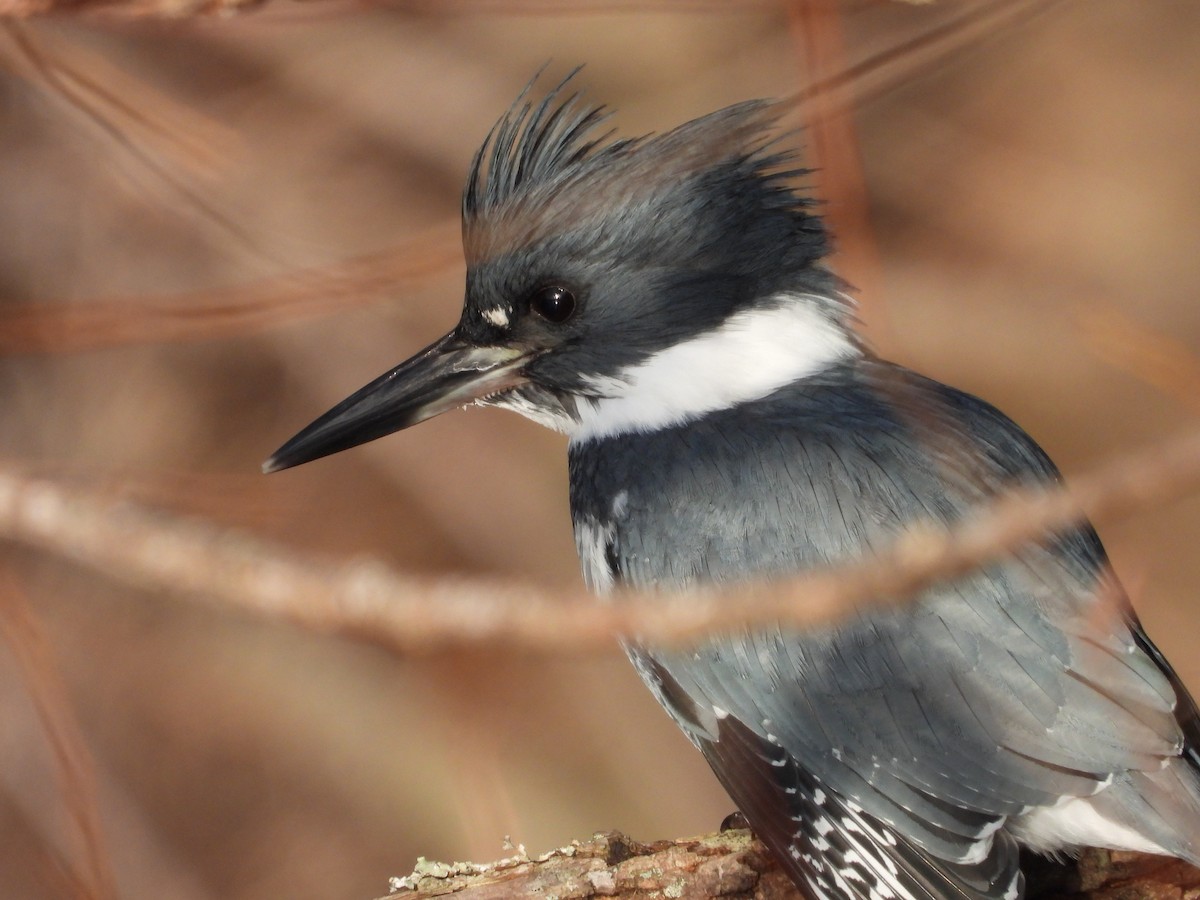 rybařík pruhoprsý - ML646693610