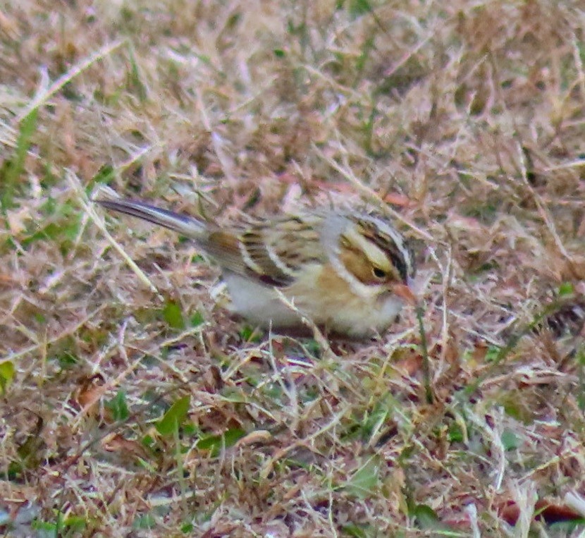 Clay-colored Sparrow - ML646693611