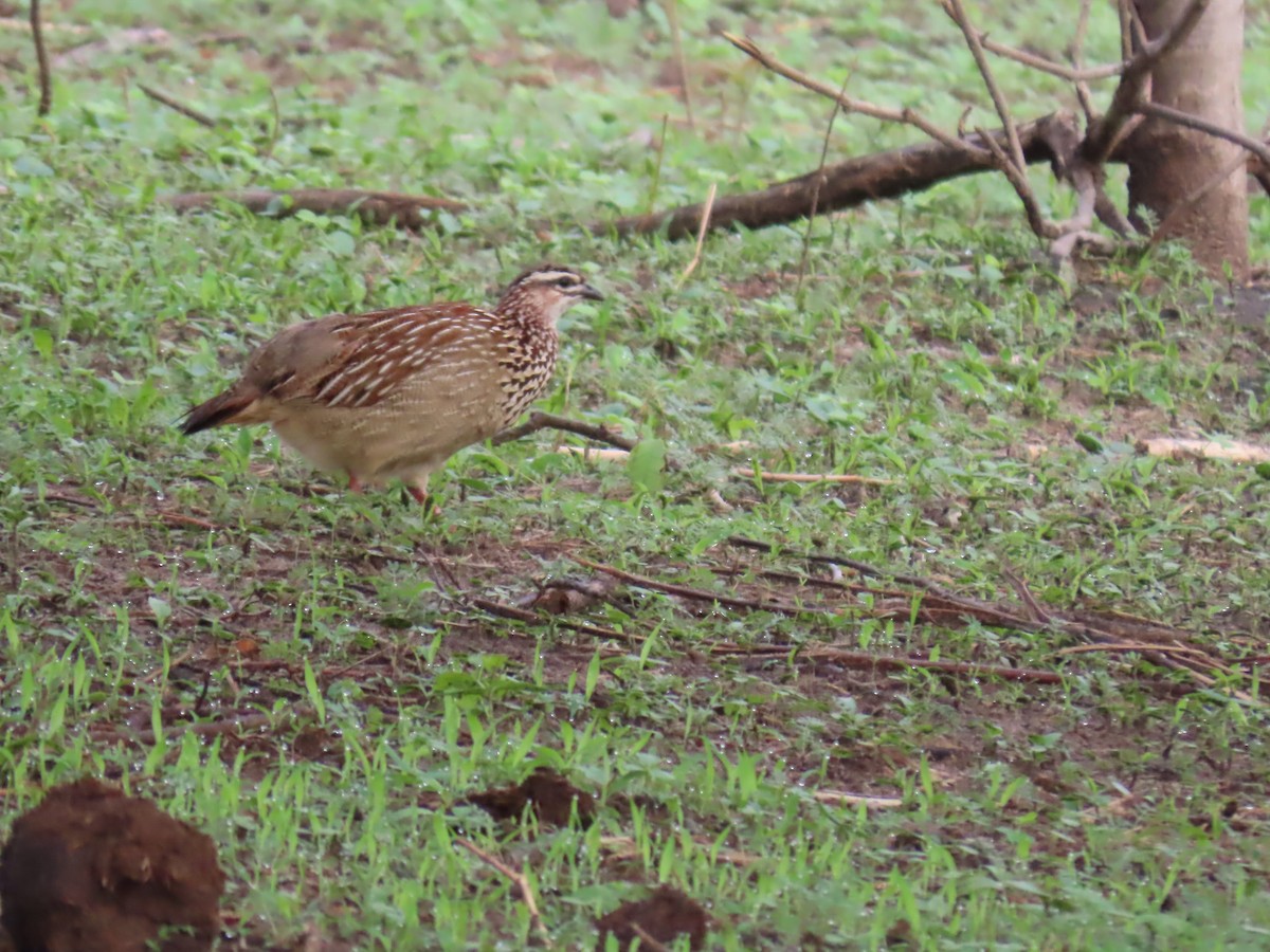 frankolín čapkový - ML646693612