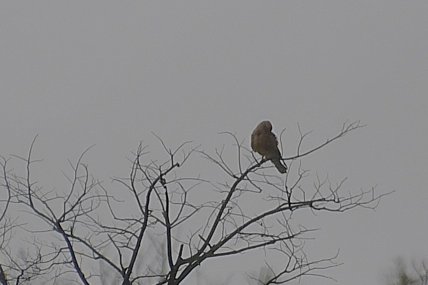 poštolka bělooká - ML646693614