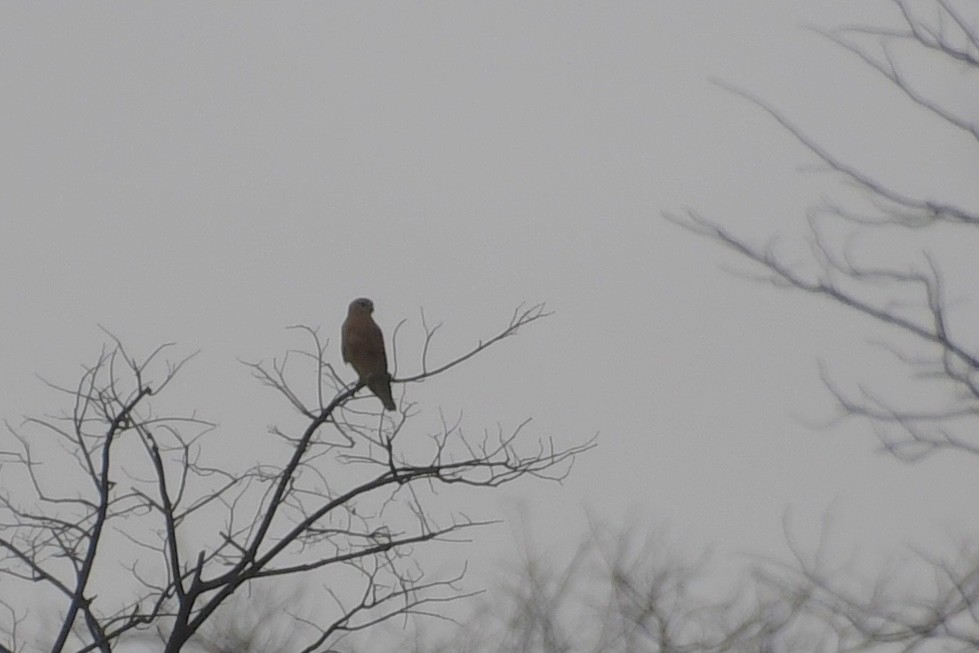 poštolka bělooká - ML646693615