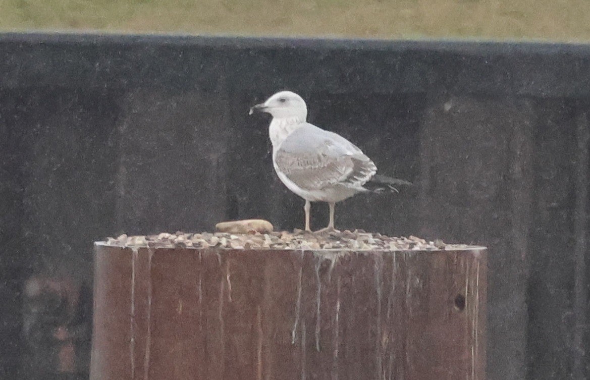 racek bělohlavý - ML646693618