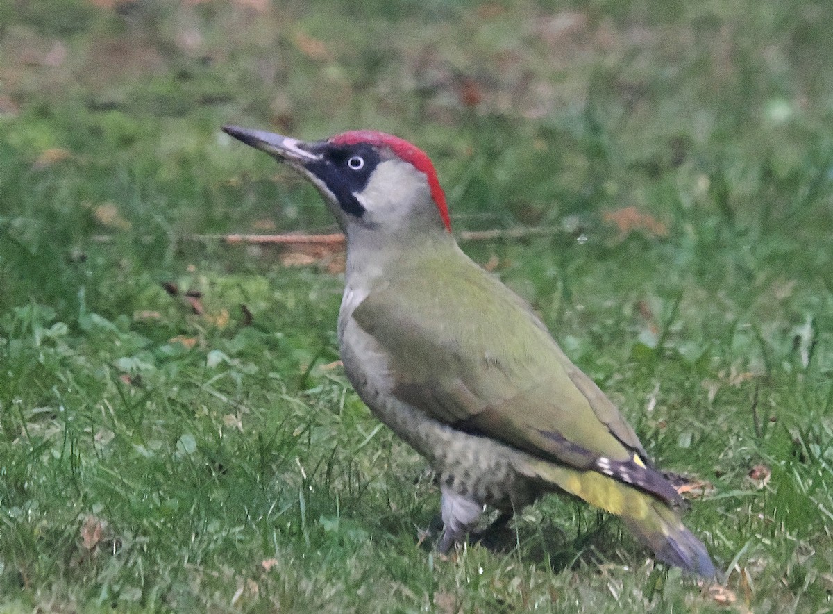 žluna zelená - ML646693619