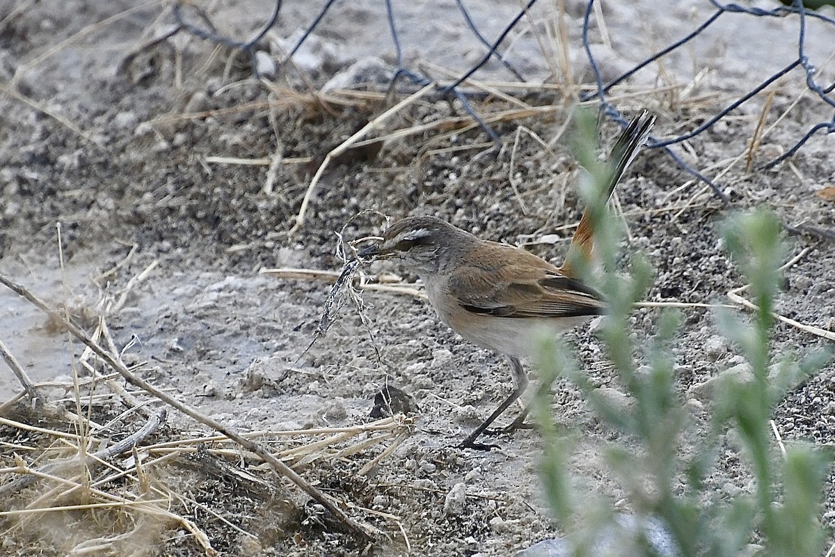 Kalahari Scrub-Robin - ML646693620