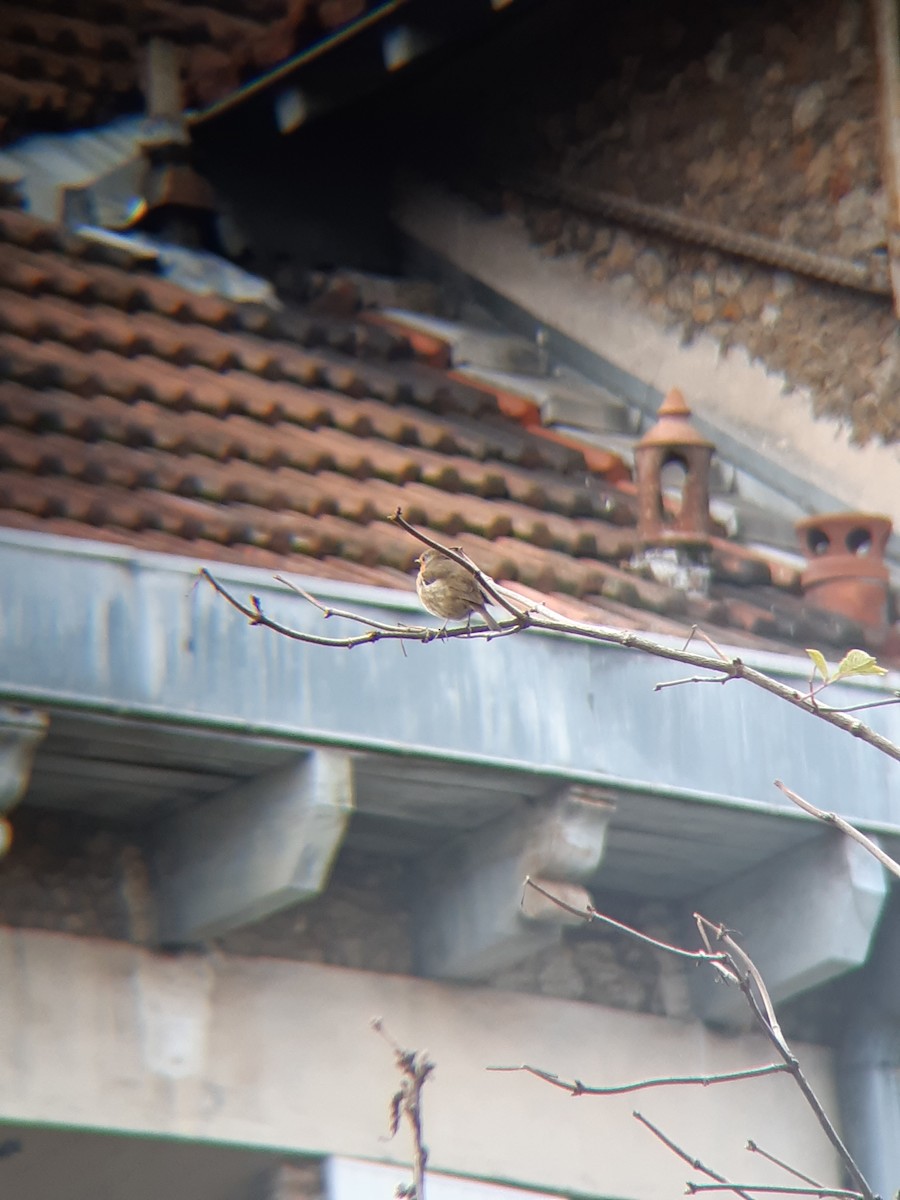 červenka obecná - ML646693622