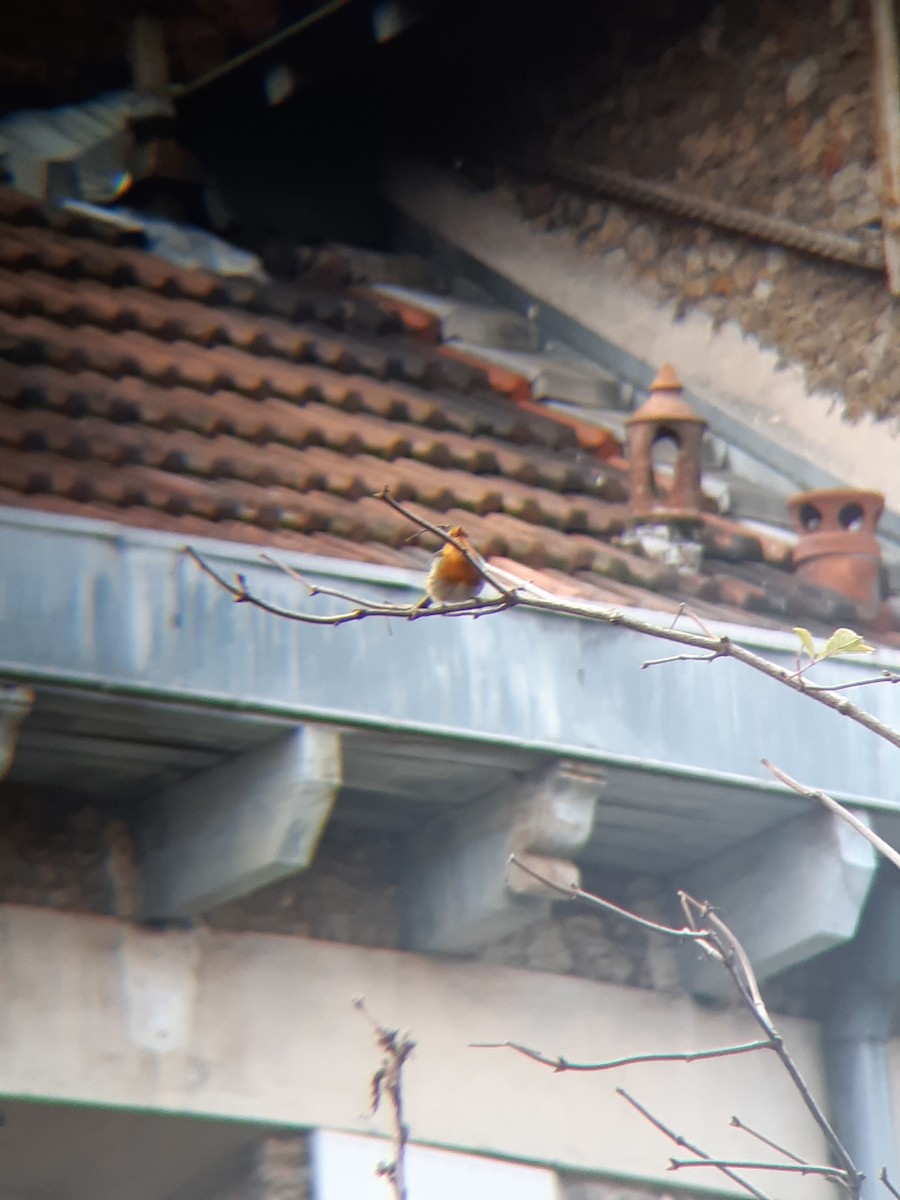 červenka obecná - ML646693623