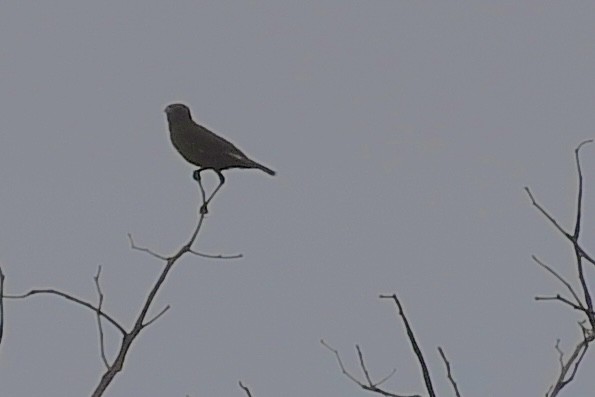 Southern Anteater-Chat - ML646693624