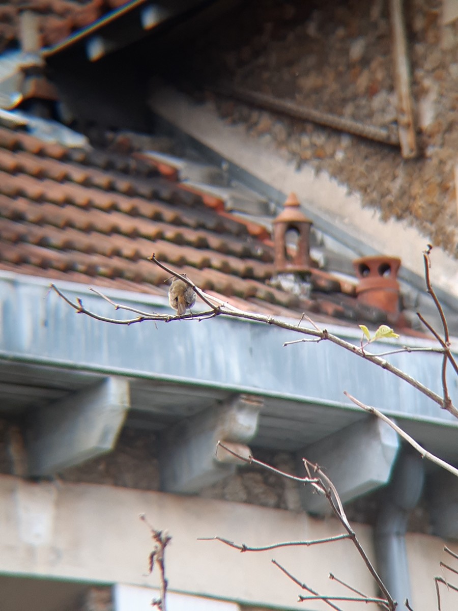 červenka obecná - ML646693625