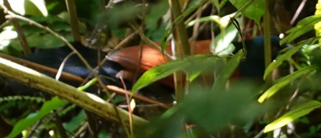 kukačka vraní - ML646693626