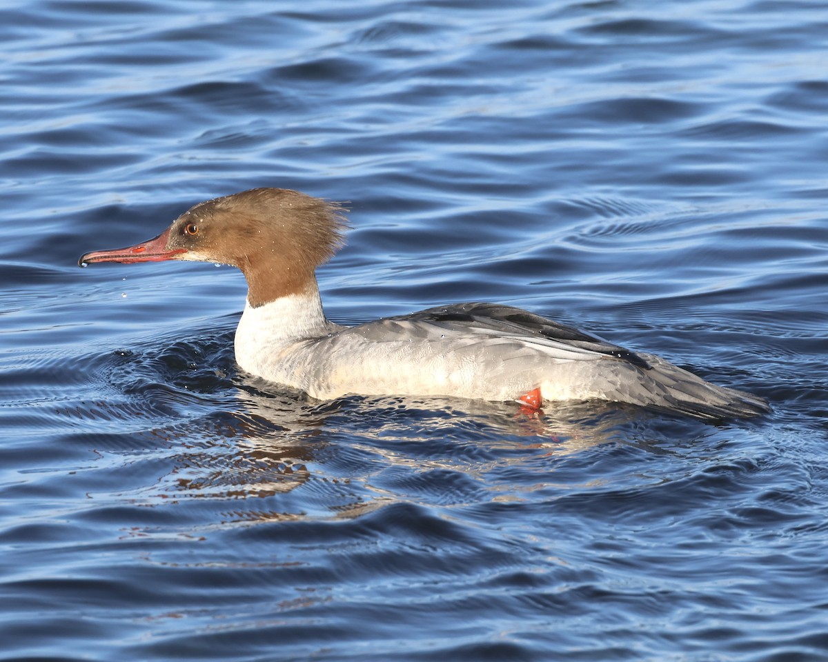 morčák velký - ML646693627