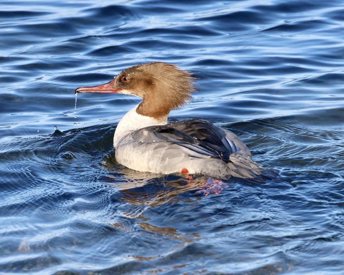 morčák velký - ML646693628