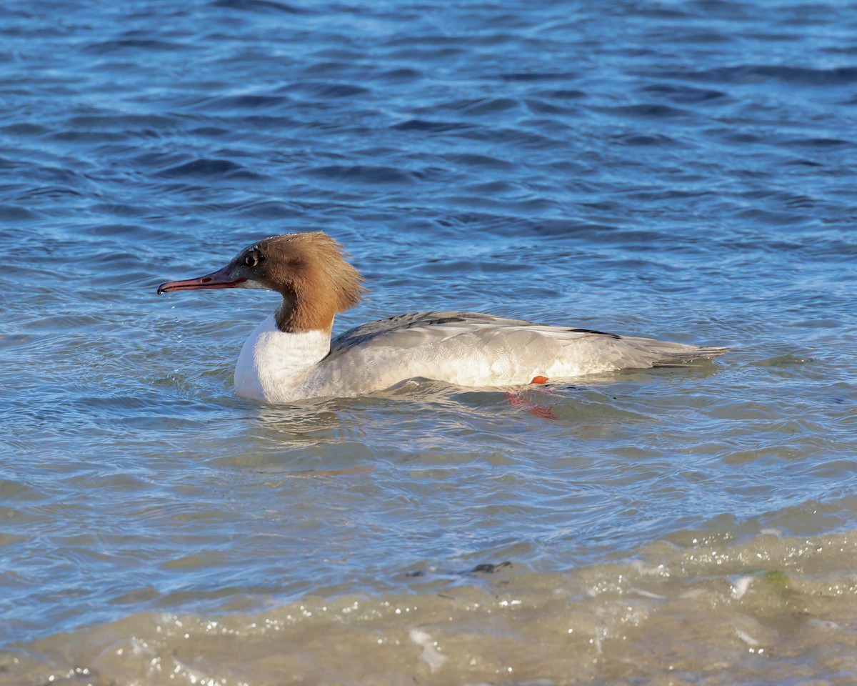 morčák velký - ML646693629