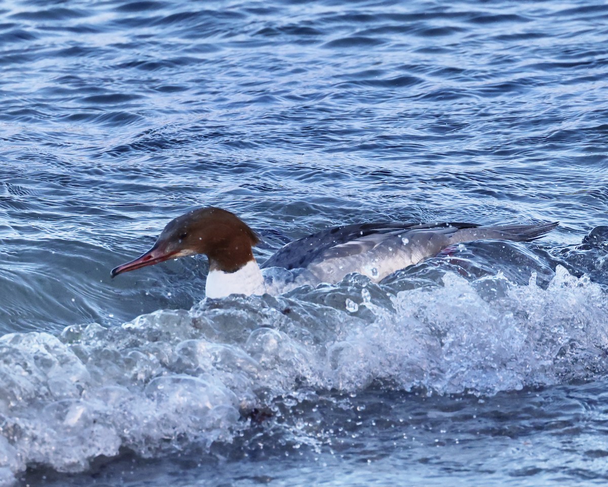 morčák velký - ML646693630