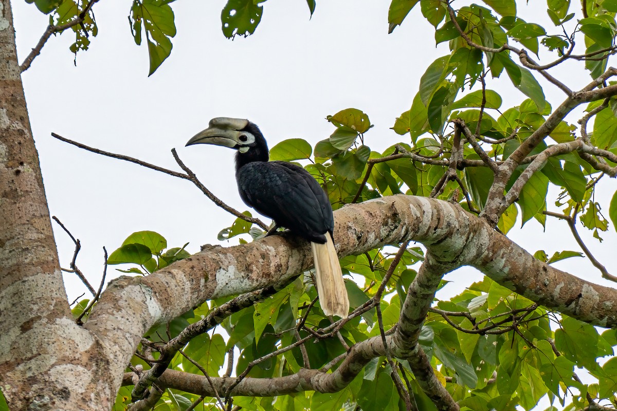 zoborožec běloocasý - ML646693631