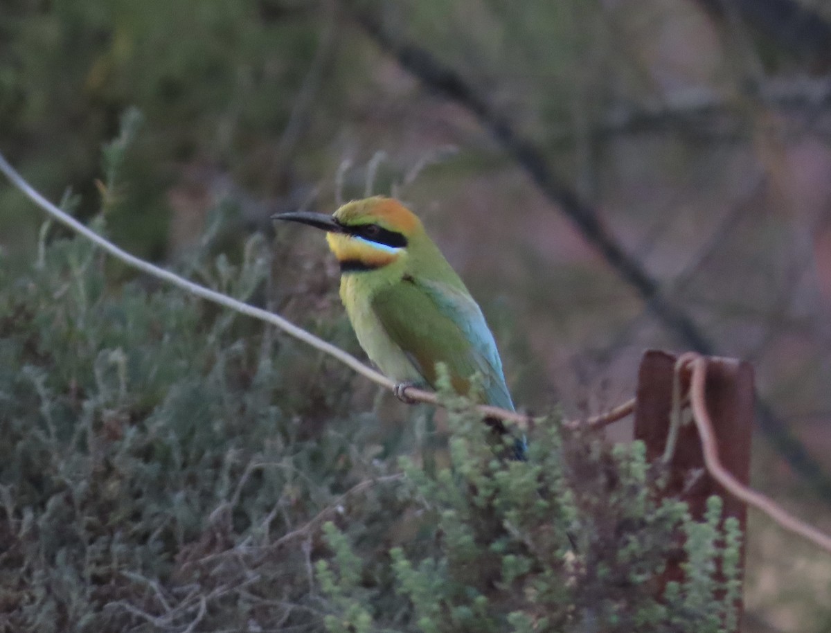 vlha duhová - ML646693632