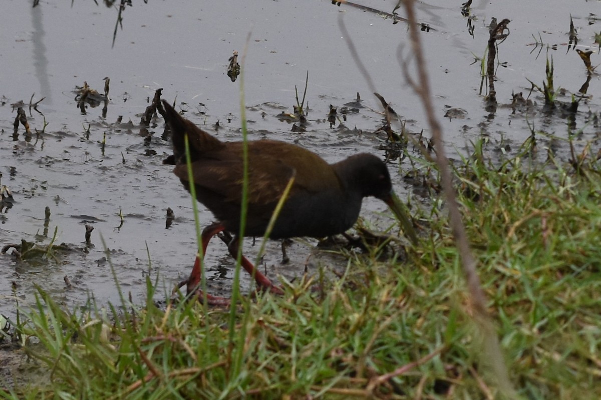 chřástal břidlicový - ML646693634