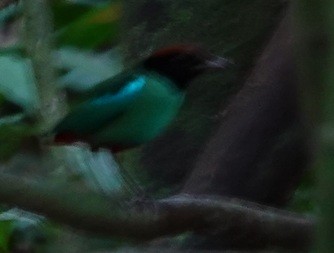 pita kápová - ML646693636