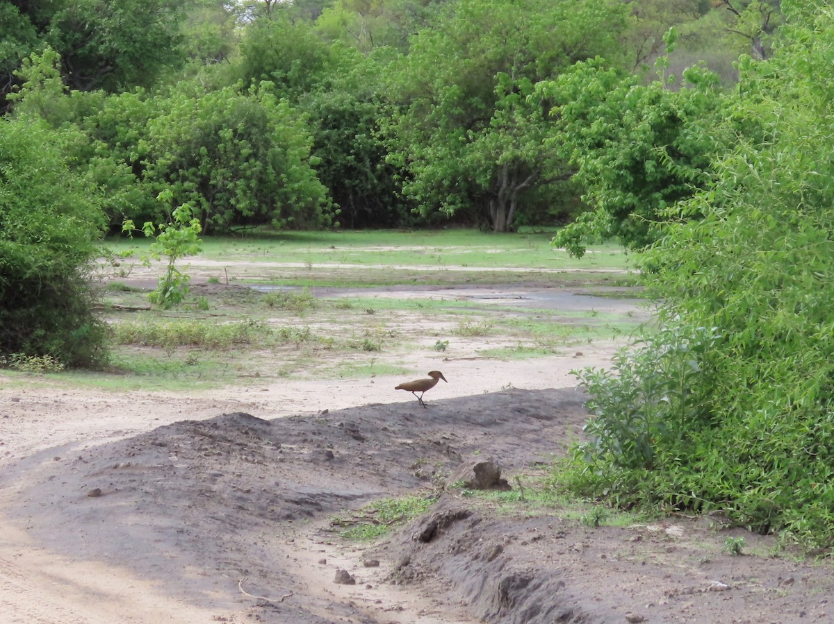 kladivouš africký - ML646693637