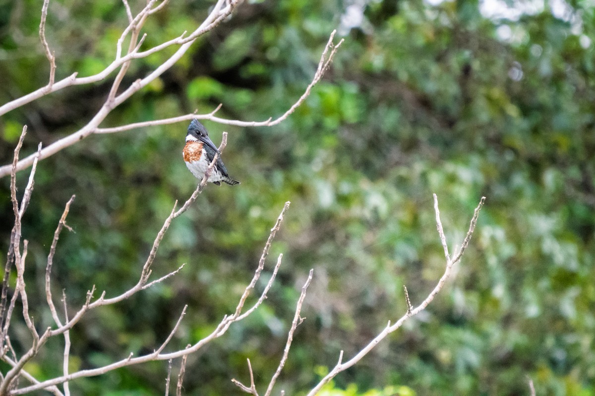 オオミドリヤマセミ - ML646693638