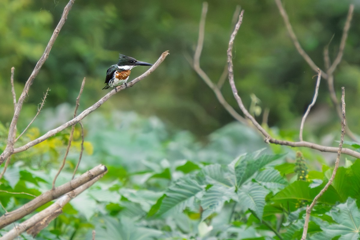 オオミドリヤマセミ - ML646693639