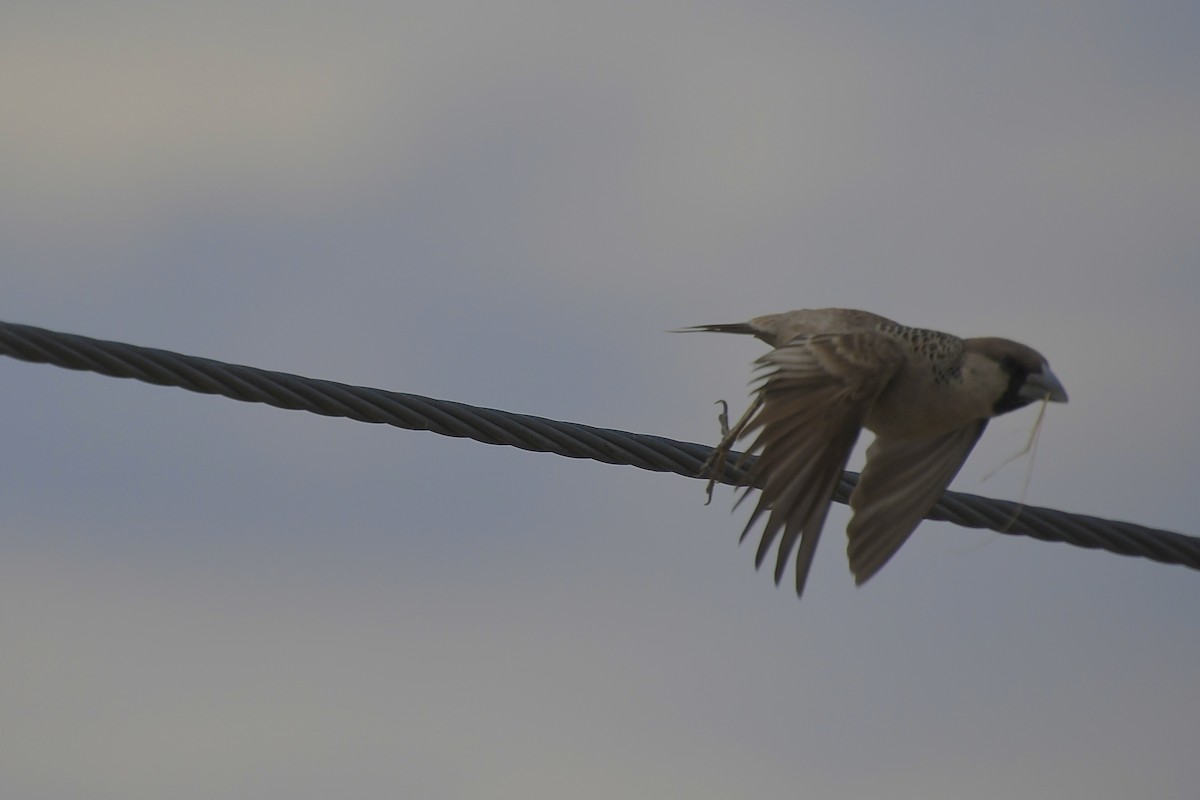 Sociable Weaver - ML646693641