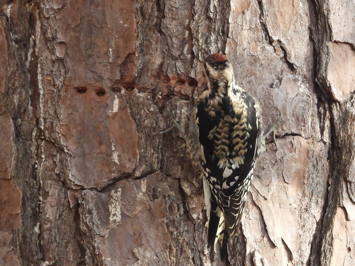 kanadasevjespett - ML646693642