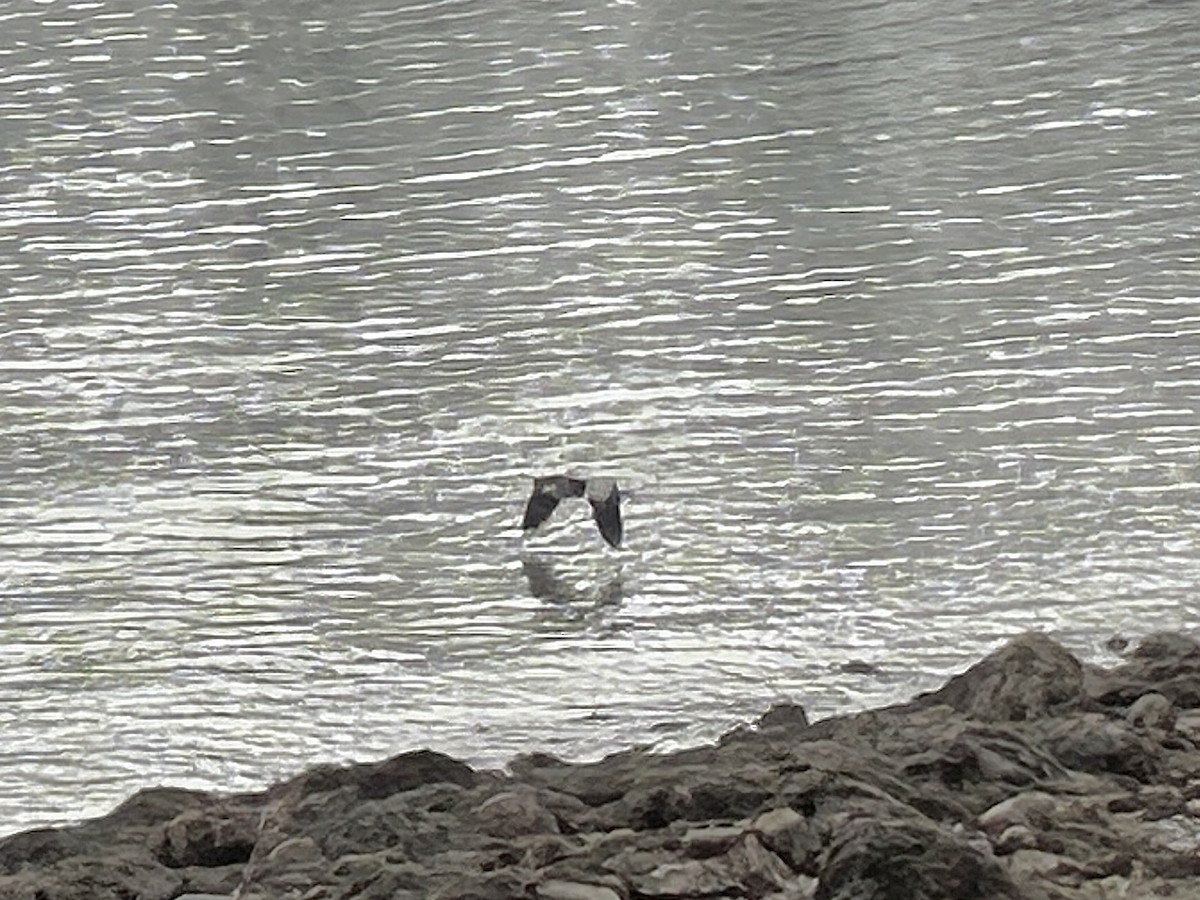 Amerika Gri Balıkçılı - ML646693643