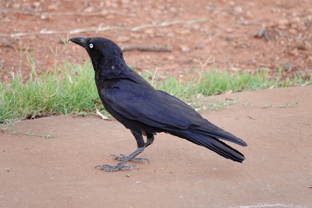 Австралийская ворона - ML646693645