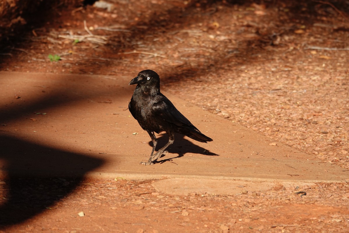 Австралийская ворона - ML646693647