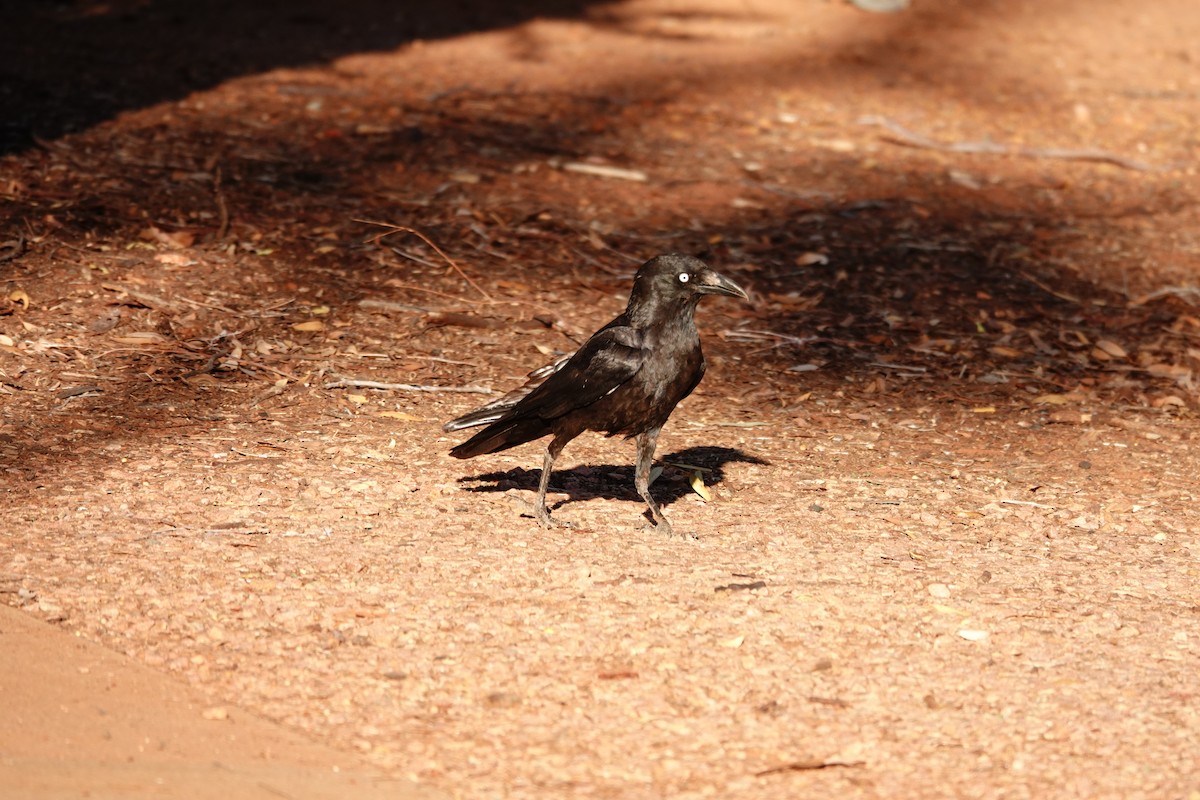 Австралийская ворона - ML646693648
