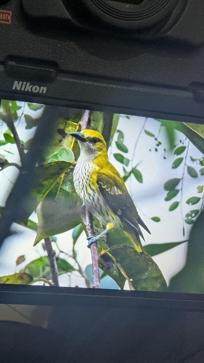 Indian Golden Oriole - ML646693652